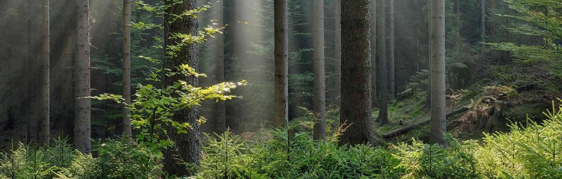 drzewa w lesie mieszanym